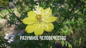 Сознание На Разных Планетах