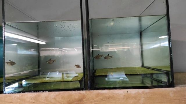 Неоны порадовали, Заказ и работа. смотреть онлайн