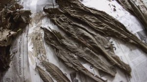 Немного о сорте Кентукки Берли