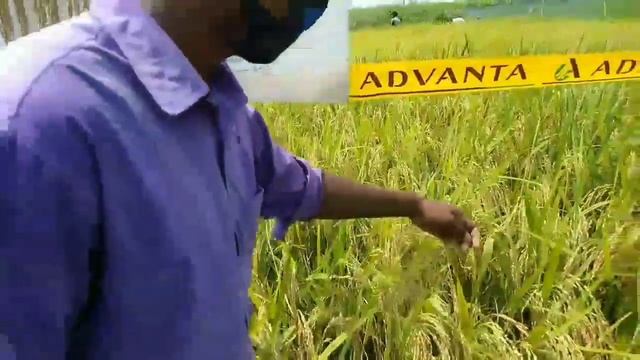 Advanta Hybrid Rice - PAC 837 ll advanta seeds ll Advanta  Best Fodder Seed for farmers 