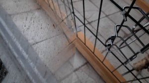О пользе защитного экрана в вольере.