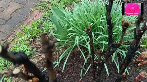 ПИОН ДРЕВОВИДНЫЙ. ОБРЕЗКА