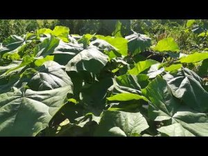 Павловния. Сравнение сортов pao tong Z-07 и FTE.