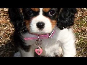 Новинка от Лобода. Реальный хит! Вы просто должны...