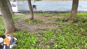 КАК ОТУЧИТЬ СОБАКУ БРОСАТЬСЯ НА ПТИЦ?