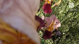Марина Иванова.Чем артист занимается вИзмире,но нам не покажет?Не ради рынка иЮли она туда такРветс