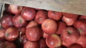 Яблоки. Беркутовское.
Саратовская область. г. Хвалынск
