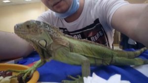 Игуана зелёная