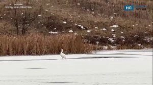 Лебедь в Ельце зимует, как Серая Шейка