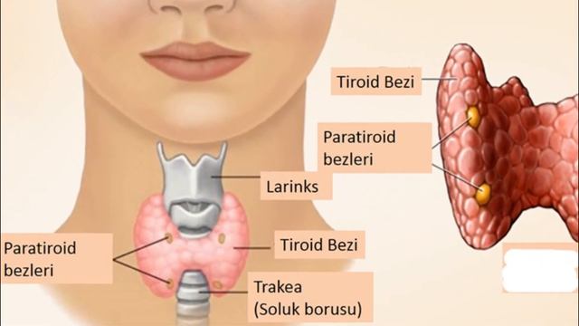 HORMON TESTİ SONUCU YORUMLAMA - A'dan Z'ye ÖZET ! смотреть онлайн