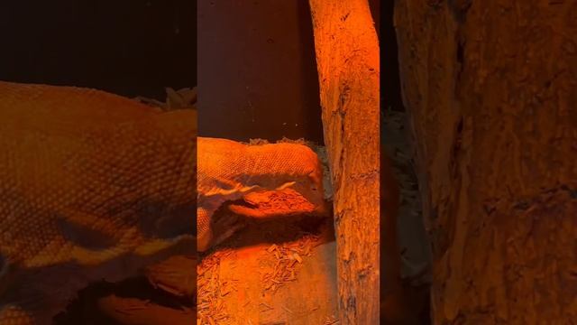 GIANT MONITOR EATS RAT