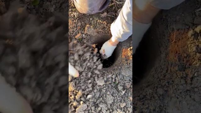 легкий способ посадить виноград виноград