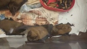 Рукокрылая лезгинка!!! Асса!