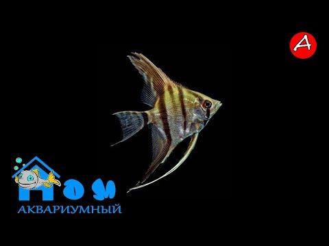Скалярия scalare