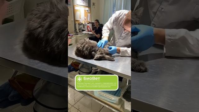 Мейнкун Каспер, 5 лет, пришел с подозрением, что у него лишай.