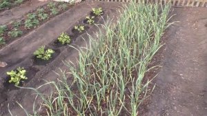 Мое отношение к высоким грядкам