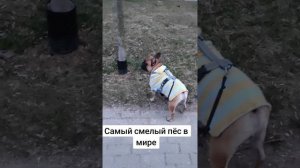 Самый смелый пёс в мире