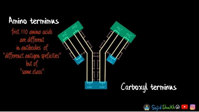 Structure of antibody molecule