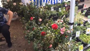 Выставка растений в Краснодаре в КубаньЭкспоцентре на Зиповской, 5