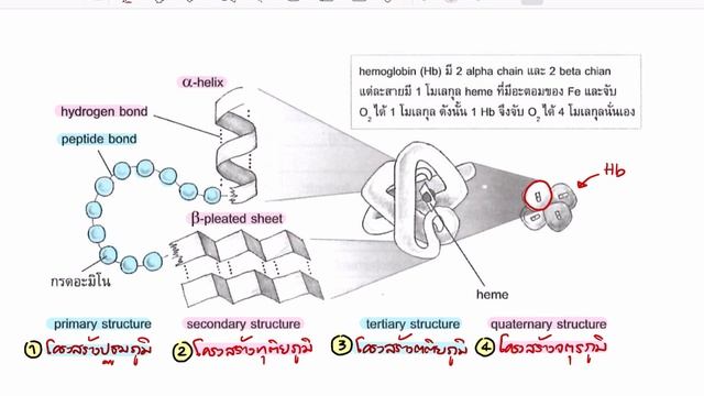 เคมีที่เป็นพื้นฐานของชีวิต | โปรตีน EP.2