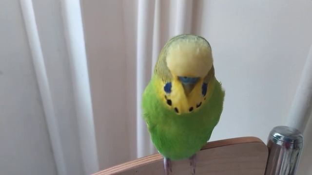 Попугай Кеша 🐦 Волнистый попугай разговаривает 🐦Мой домашний питомец