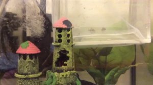 Барбус беремен?!