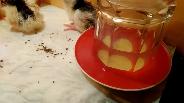 Inkubator avtomatik BLITS öz qiymətinə dəyirmi? смотреть онлайн