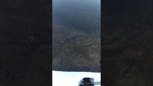 Весенняя прогулка по берегам НМР! Весенний хищник! НМРToday!!!