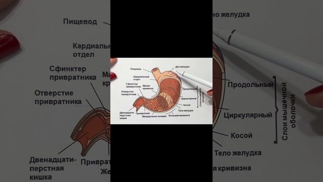 СТРОЕНИЕ ЖЕЛУДКА #anatomy #biology #анатомия #доктор #анатомиячеловека #доктор #анатомиячеловека