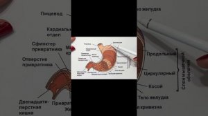 СТРОЕНИЕ ЖЕЛУДКА #anatomy #biology #анатомия #доктор #анатомиячеловека #доктор #анатомиячеловека