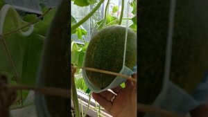 Каждый год в теплице Лен обл. сажаю дыни и арбузы