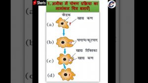 Amoeba main portion prakriya ka namankit Chitra banaen