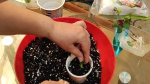 Так можно черенковать всё!