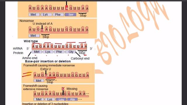 Effect of mutation on genetic code смотреть онлайн
