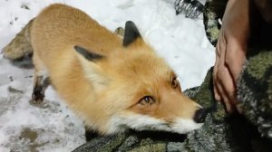 (891) Лиса приходит в гости. Ноябрь 2024