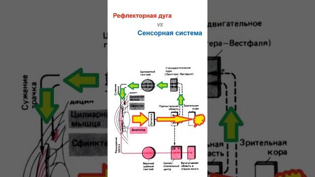Рефлекторная дуга & Сенсорная система. смотреть онлайн