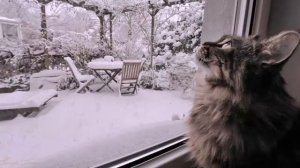 Расул Галимов. Авторская песня "Под новый год"