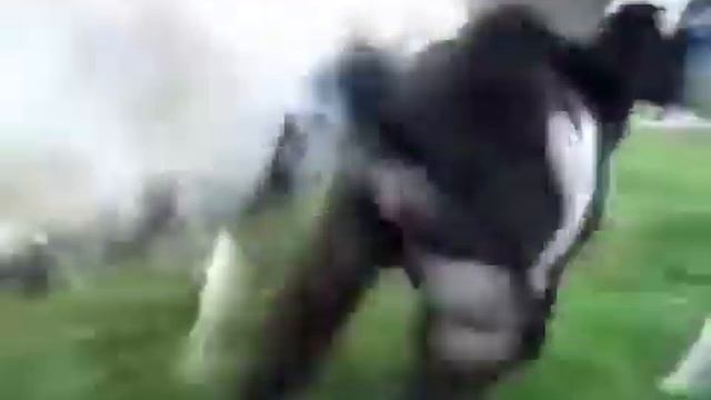 Колокольчики звенят
