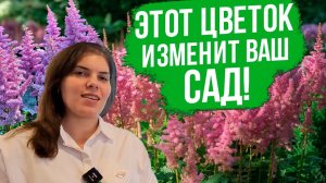 Лучшие и популярные сорта астильбы. Многолетники в контейнерном озеленении сада.
