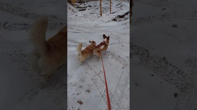 2024-11-30 - Пушистые попки