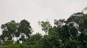 1 year living in the forest,harvested giant mushrooms to sell at the market,helping a woman who fel