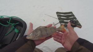 ПОСТАВУШКИ НА СУДАКА, БЕРША. НАСАДИЛ ТЮЛЬКУ И ОПУСТИЛ ВНИЗ. БАХ - БАХ !!