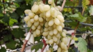 КИШМИШ ДЖОЛИН!🍇🍇🍇.mp4 СИГНАЛКИ НА ПРИВИВКАХ 2024.WhatsApp и Viber +79528500417.ТЕЛ.+79054033245.