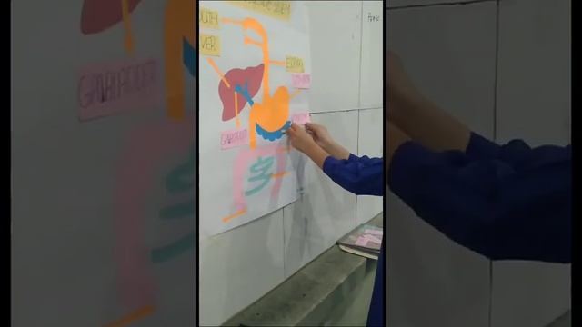 Digestive system of human body by class vii