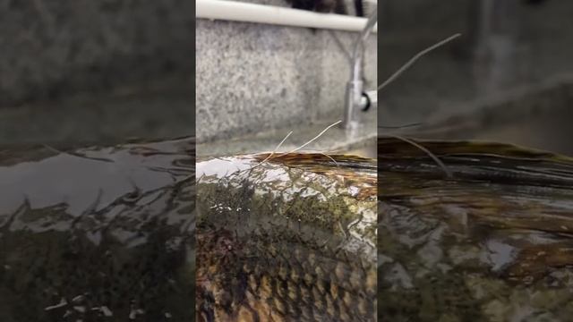 E TEM GENTE QUE NÃO ACREDITA ... TRAÍRA COM CABELO NAS COSTAS