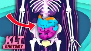 The Small Intestine Song! | KLT Anatomy