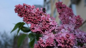 Романс о любви.  Соколова Г. С. Авторская песня под гитару.