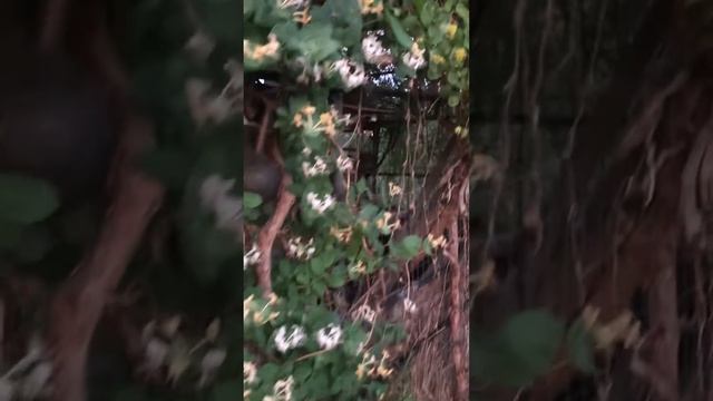 Бабочки Похоже на колибри в Екатеринбурге четвёртая климатическая зона