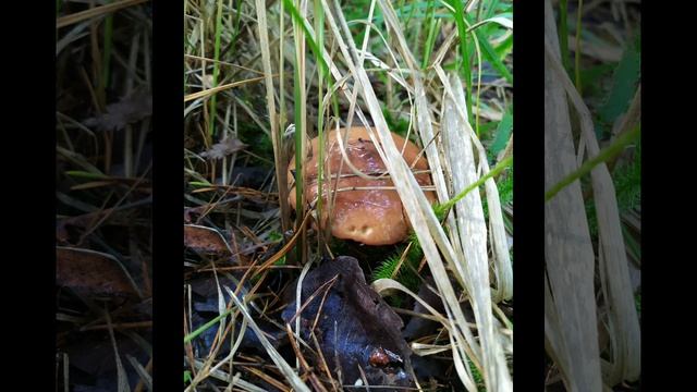 Пиратская жизнь - Нина и Вовчик - позор за копейки | Сплетница