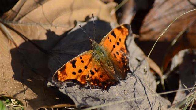 Eastern Comma butterfly pooping before flying away смотреть онлайн